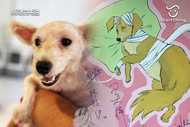 動物